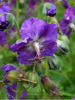 Géranium vivace phaeum var lividum - Géranium vivace rose pâle à lilas.