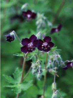 Géranium vivace livide 'Mourning Widdow'