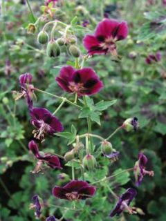 Géranium vivace livide 'Samobor'