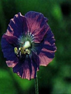 Géranium vivace livide