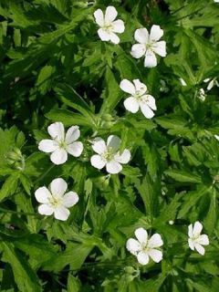 Géranium vivace maculé 'Album'