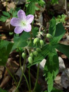 Géranium vivace maculé