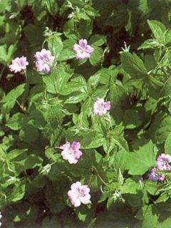 Géranium vivace noueux