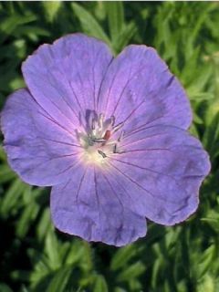 Géranium vivace 'Orion'