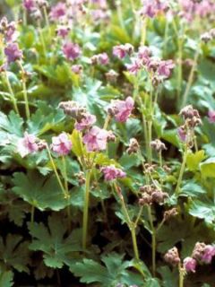Géranium vivace rhizomateux