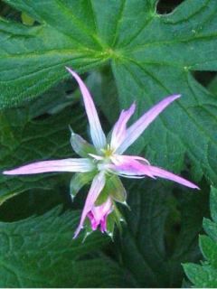 Géranium vivace oxonianum Sherwood - Géranium vivace rose