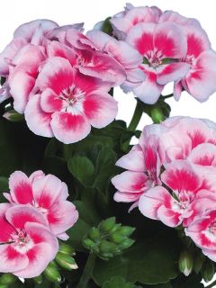 Géranium droit Flower Fairy White Splash - Pelargonium zonale