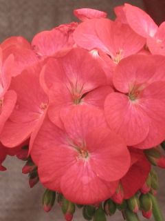 Geranium Horizon Coral Spice F1 Hybrid
