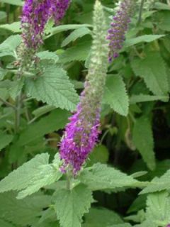 Germandrée hyrcanicum