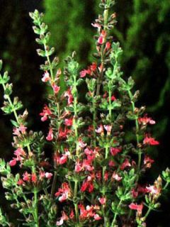 Teucrium lucidrys - Germandrée
