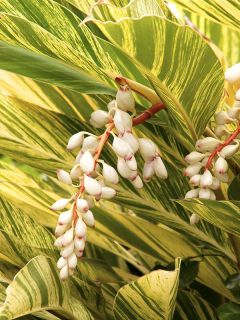 Alpinia zerumbet Variegata - Gingembre coquille panaché Alpinia zerumbet Variegata - Gingembre coquille panaché