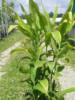 Zingiber mioga - Gingembre japonais