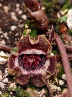 Asarum splendens - Asaret - Gingembre sauvage d'Asie