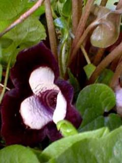 Asarum maximum Giant - Asaret