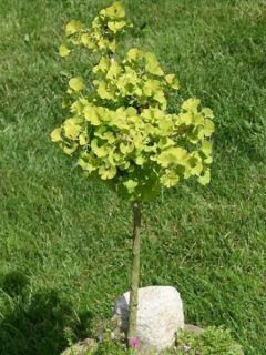Ginkgo biloba 'Mariken'