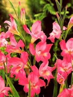 Glaïeul ou Gladiolus tubergenii Charm
