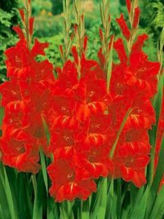 Glaïeul rouge- orangé - Gladiolus Victor Borge