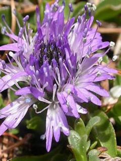 Globularia cordifolia