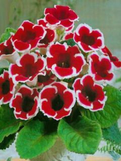Gloxinia 'Empereur Frédéric'