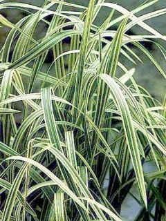 Grande Glycérie panachée - Glyceria maxima Variegata