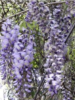 Glycine de Chine Prolific - Wisteria sinensis 