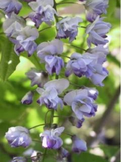 Glycine japonaise 'Ed s Blue' Glycine japonaise 'Ed s Blue'