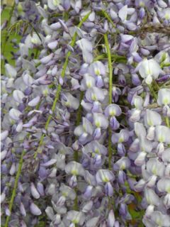 Glycine japonaise 'Lawrence' Glycine japonaise 'Lawrence'