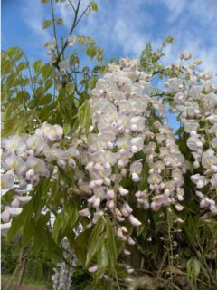 Glycine japonaise 'Lipstick' Glycine japonaise 'Lipstick'