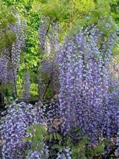 Glycine du Japon - Wisteria floribunda Macrobotrys Glycine du Japon - Wisteria floribunda Macrobotrys