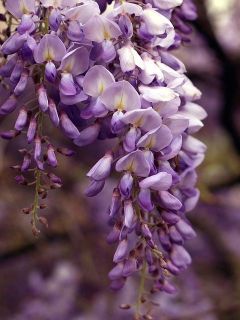 Glycine macrostachia Glycine macrostachia