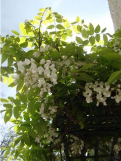 Glycine venusta Glycine venusta
