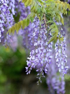 Glycine 'Yokohama Fuji' Glycine 'Yokohama Fuji'