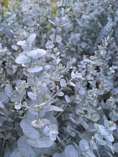 Gommier cidre 'Silverana'