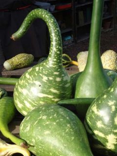 Gourde 'Col de Cygne'