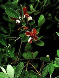 Feijoa - Acca sellowiana - Goyavier du Brésil