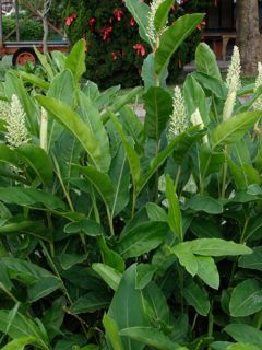 Alpinia galanga - Grand Galanga Alpinia galanga - Grand Galanga