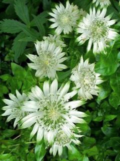 Grande Astrance 'Alba'