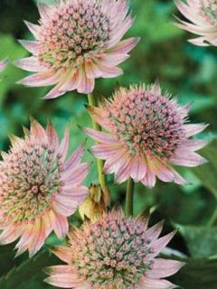 Grande Astrance 'Florence'®