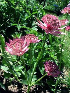 Grande Astrance 'Roma'