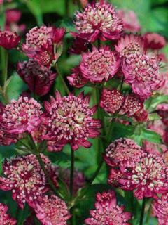 Grande Astrance 'Rubra'