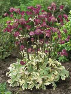 Astrantia major Star of Magic - Grande astrance panachée.
