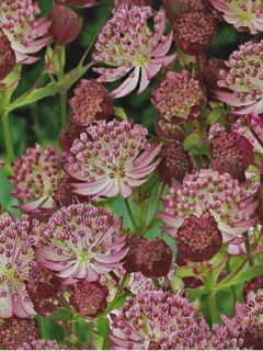 Astrance - Astrantia major Star of Passion
