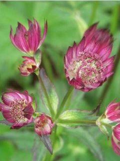 Astrantia major Washfield - Grande astrance 