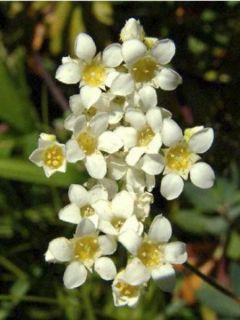 Boykinia major - Grande Boykinie