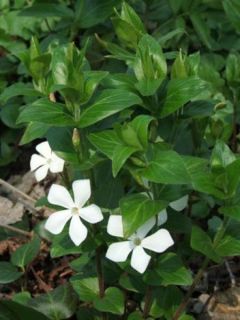 Grande pervenche 'Alba'