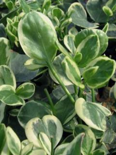 Grande pervenche 'Variegata'