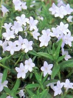 Grémil 'Cambridge Blue'