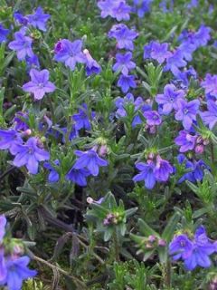 Grémil 'Heavenly Blue'