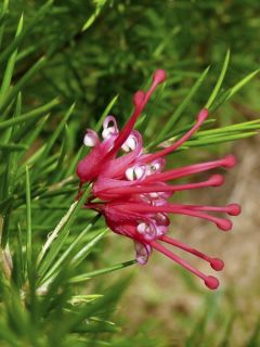 Grévillier à feuilles de genévrier