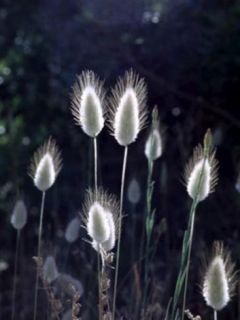 Gros-Minet, Queue-de-Lièvre